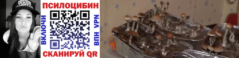 Галлюциногенные грибы Psilocybe  цена наркотик  KRAKEN вход  Сорск 